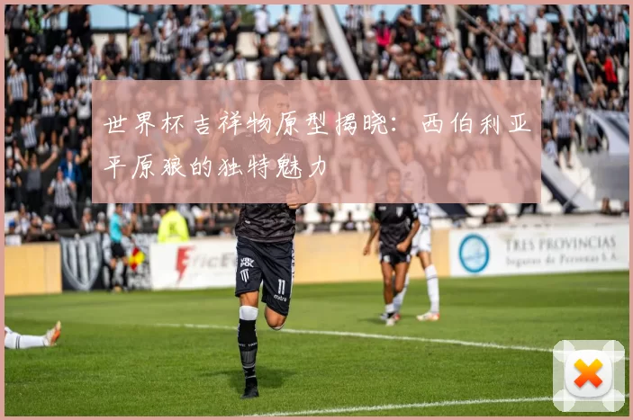 世界杯吉祥物原型揭晓:西伯利亚平原狼的独特魅力